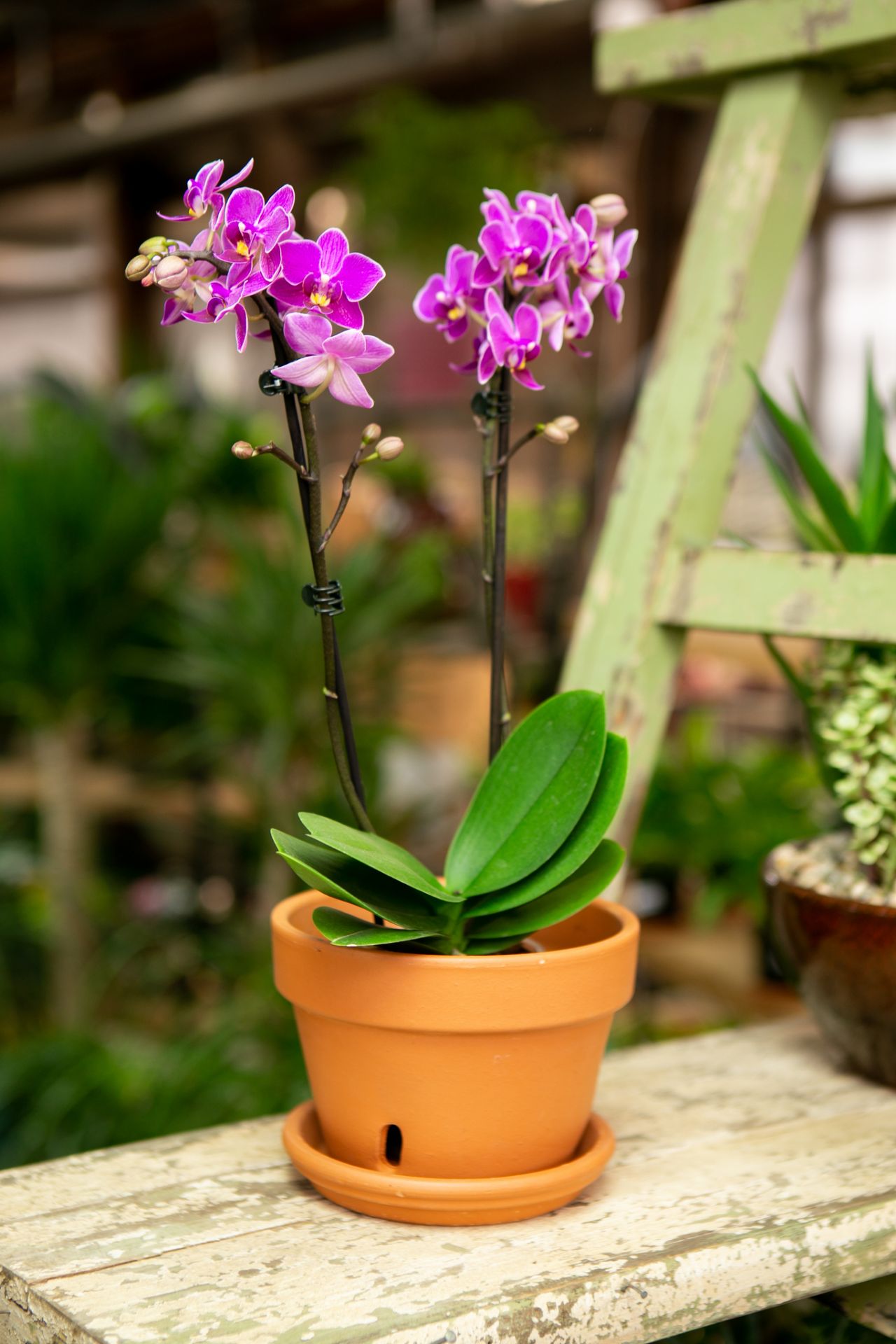 Jackson Pottery | TCR-20150 Orchid Pot, 5.1 in.