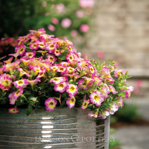 Picture of Pearl Color Collection | 81 Pcs. | 27 sets