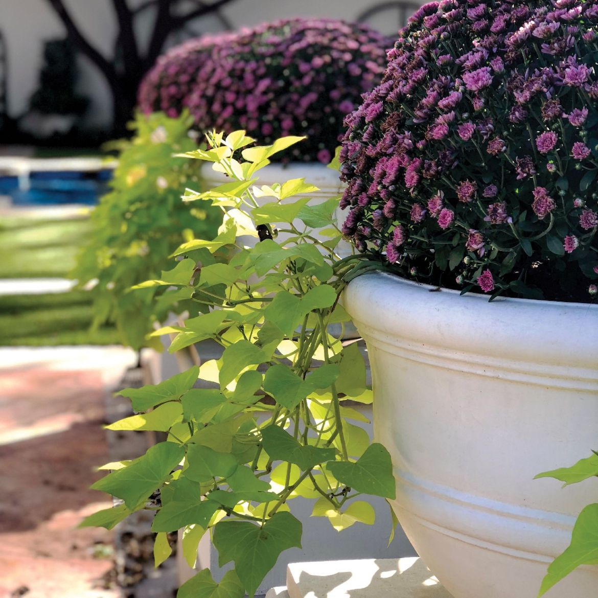 Picture of JCS-86257 Banded Planter, 28 in.